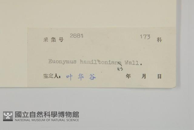 西南衛矛藏品圖，第3張