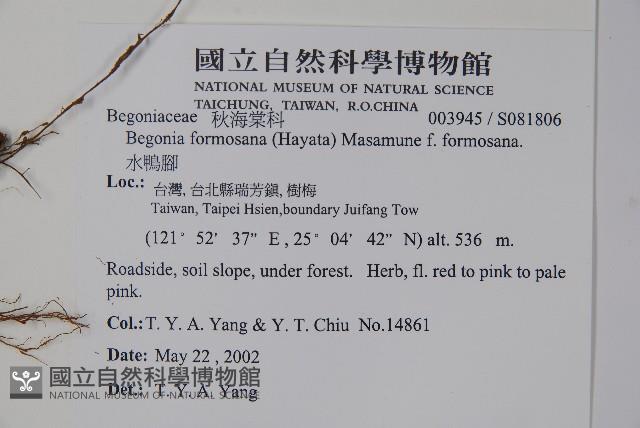 水鴨腳藏品圖，第2張