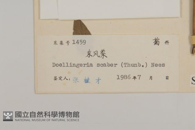 東風菜藏品圖，第3張