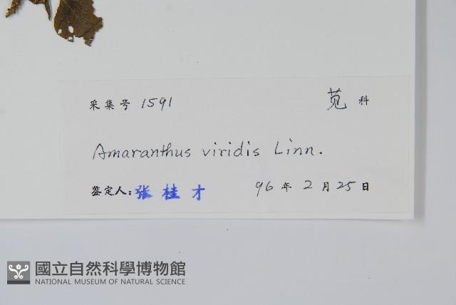 野莧菜藏品圖，第2張