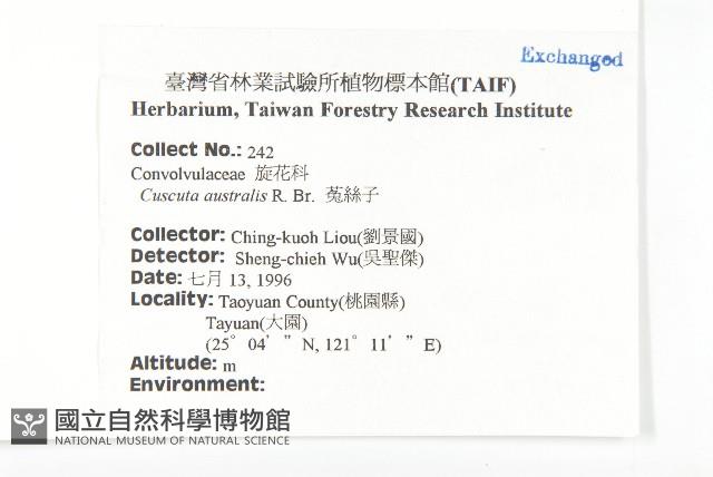 菟絲子藏品圖，第2張