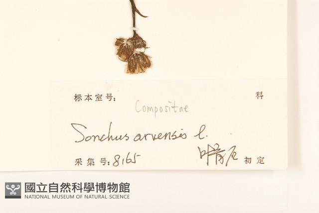 苦苣菜藏品圖，第3張