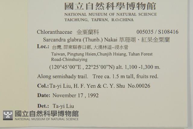 草珊瑚、紅果金粟蘭藏品圖，第2張