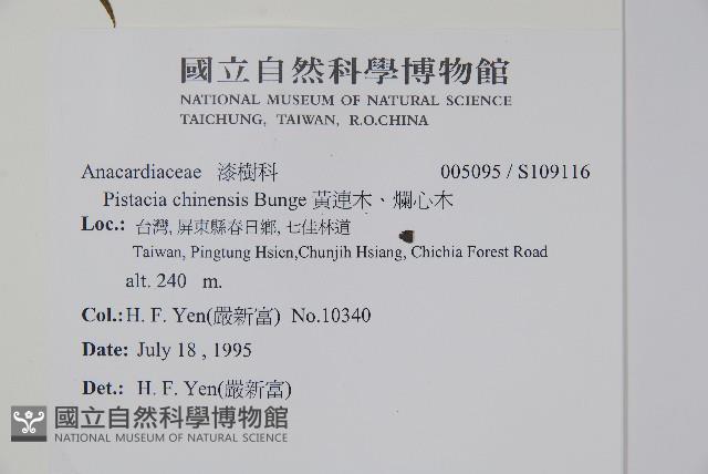 黃連木、爛心木藏品圖，第2張