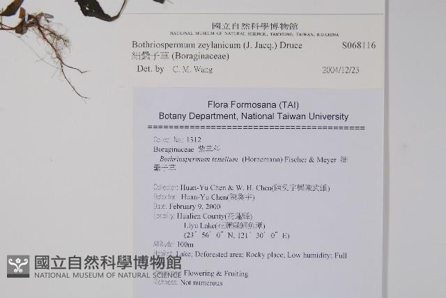 細纍子草藏品圖，第2張