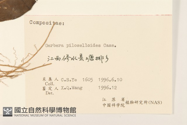 毛大丁草藏品圖，第3張