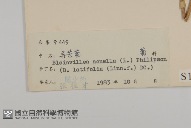 異芒菊藏品圖，第3張