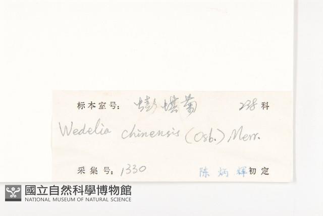 蟛蜞菊藏品圖，第3張