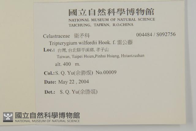 雷公藤藏品圖，第2張