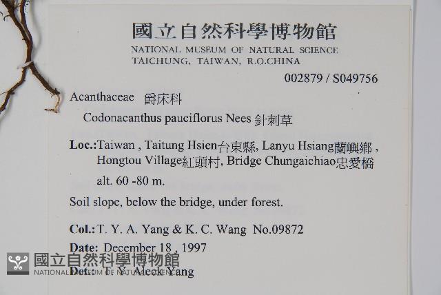 針刺草藏品圖，第2張