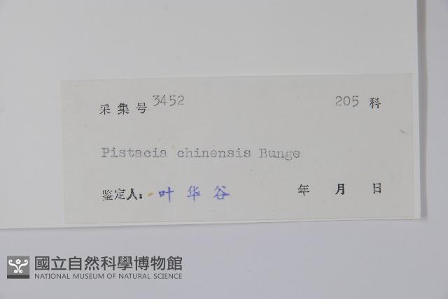 黃連木、爛心木藏品圖，第2張