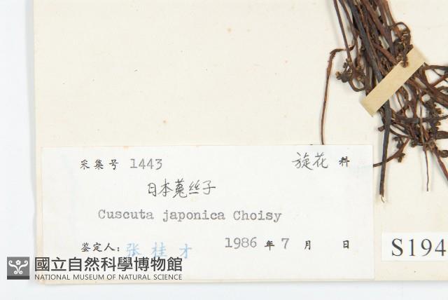 日本菟絲子藏品圖，第3張