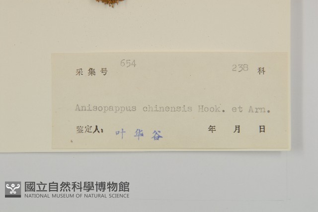 山黃菊藏品圖，第3張