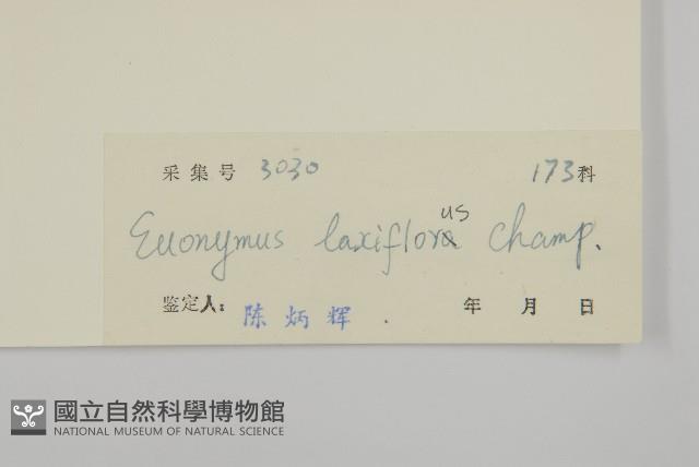 大丁黃藏品圖，第3張