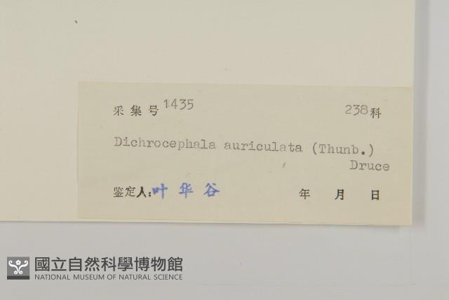 魚眼菊藏品圖，第3張