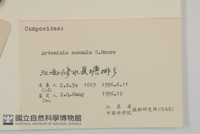 珍珠蒿、奇蒿藏品圖，第3張