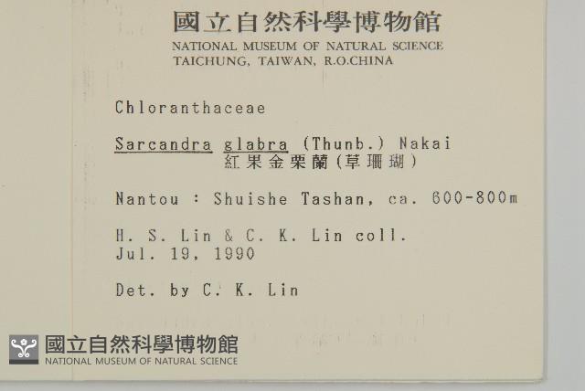 草珊瑚、紅果金粟蘭藏品圖，第2張