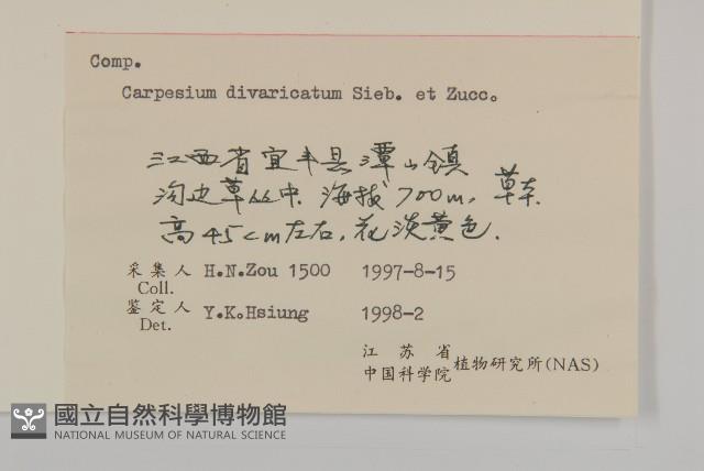 煙管草藏品圖，第3張