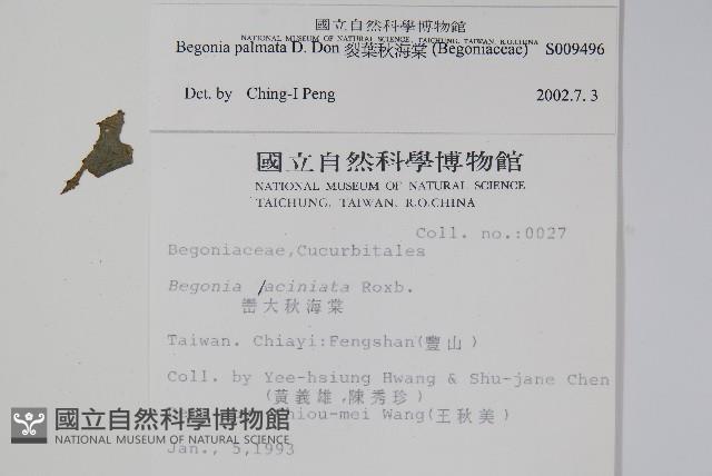 裂葉秋海棠藏品圖，第2張