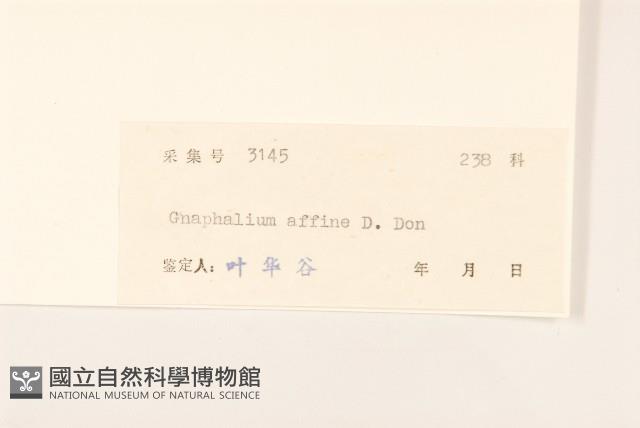 鼠麴草藏品圖，第3張