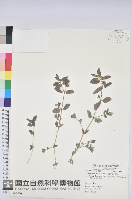小苦瓜藏品圖，第3張