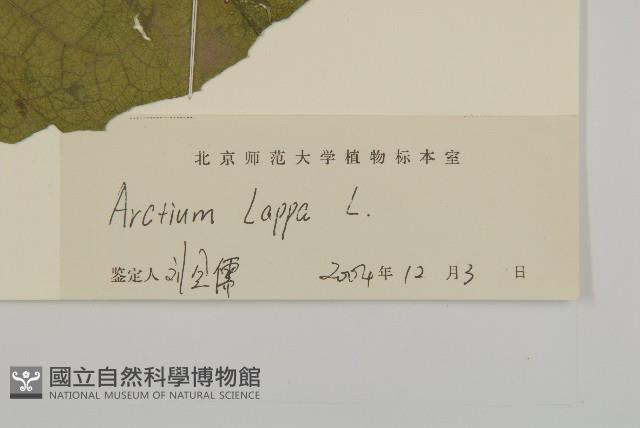 牛蒡藏品圖，第3張