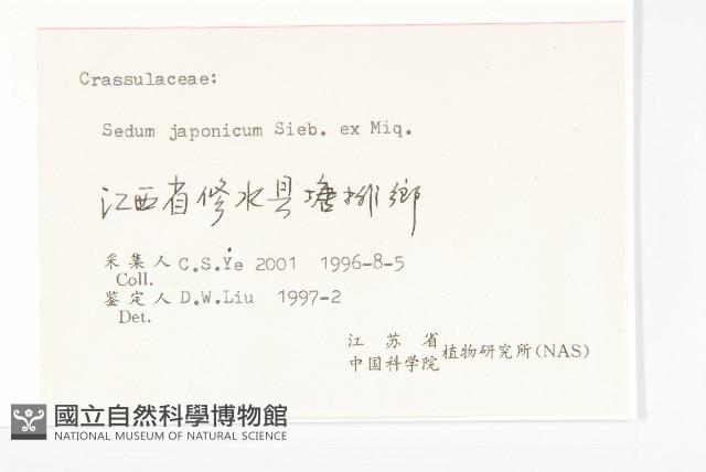 佛甲草藏品圖，第3張