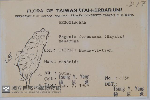 水鴨腳藏品圖，第2張