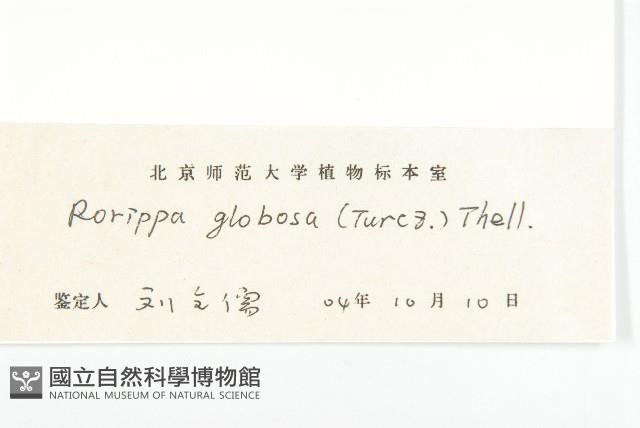 風花菜、球果山芥菜藏品圖，第3張