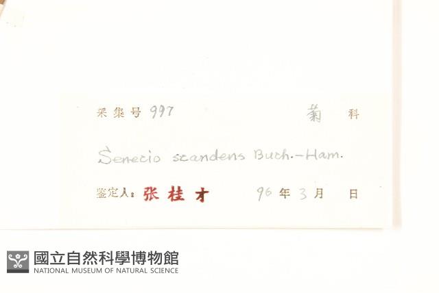 蔓黃菀藏品圖，第3張