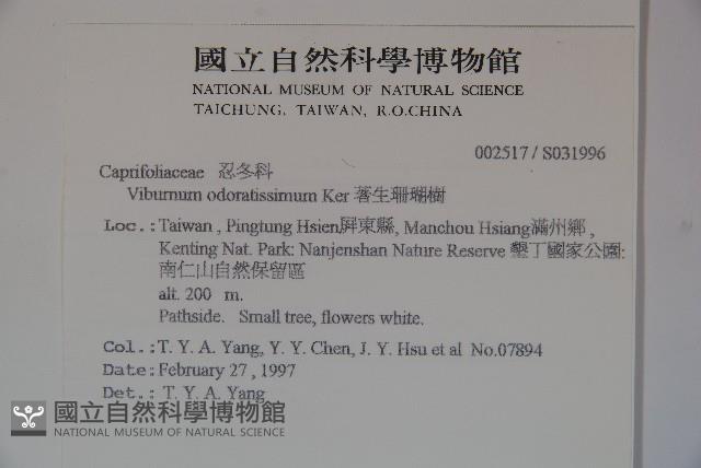 珊瑚樹藏品圖，第2張