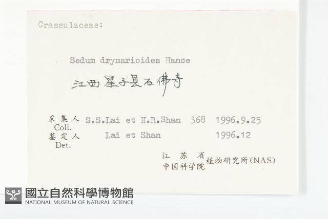 大葉火焰草藏品圖，第3張