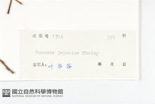 日本菟絲子藏品圖，第3張