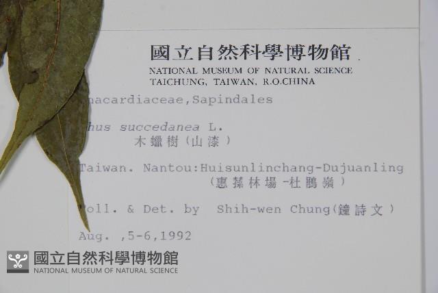 木蠟樹、山漆藏品圖，第2張