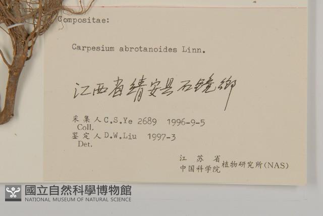 天名精藏品圖，第3張