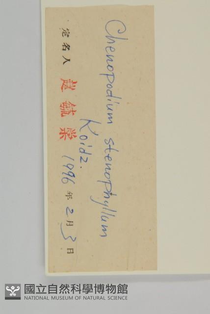 狹葉藜藏品圖，第3張