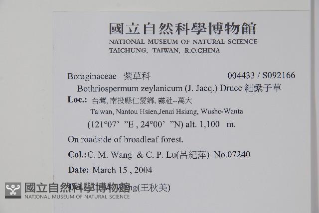 細纍子草藏品圖，第2張