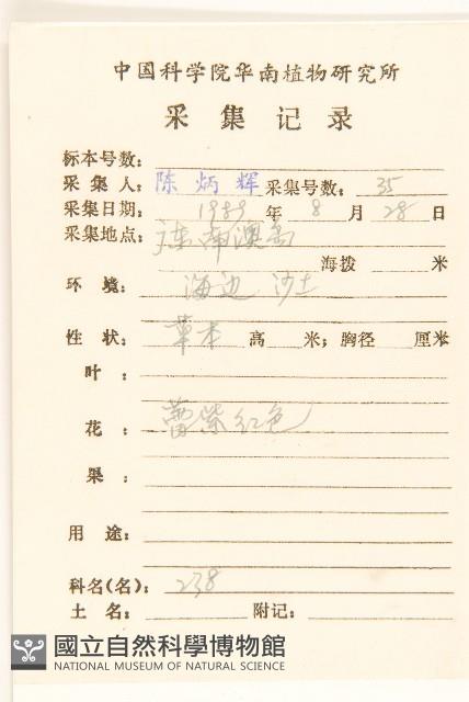 鯽魚膽、闊苞菊藏品圖，第2張