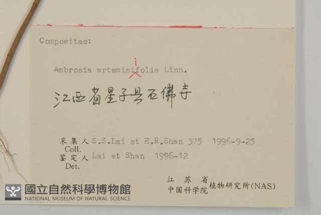 豬草、瘤果菊藏品圖，第3張