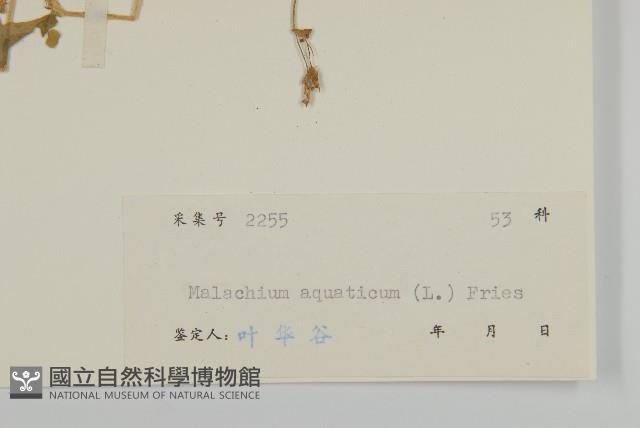 牛繁縷藏品圖，第3張