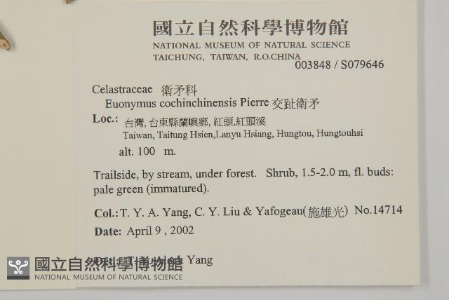 交趾衛矛藏品圖，第2張