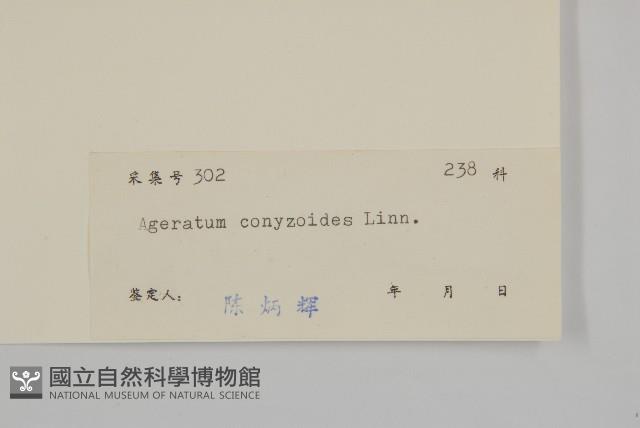 霍香薊藏品圖，第3張