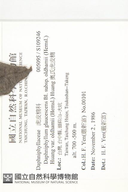 奧氏虎皮楠藏品圖，第2張