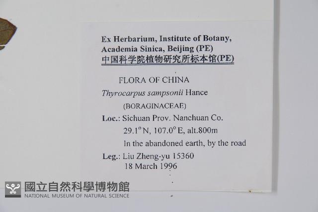 盾果草藏品圖，第2張