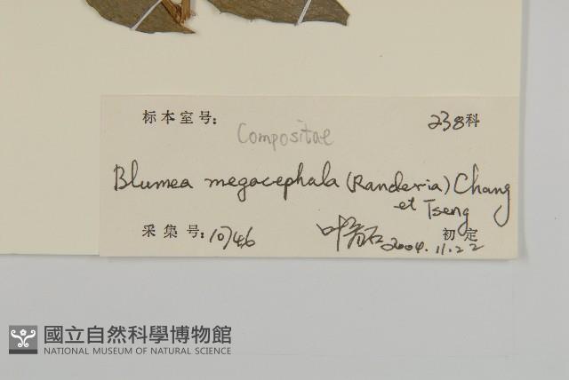 大頭艾納香藏品圖，第3張