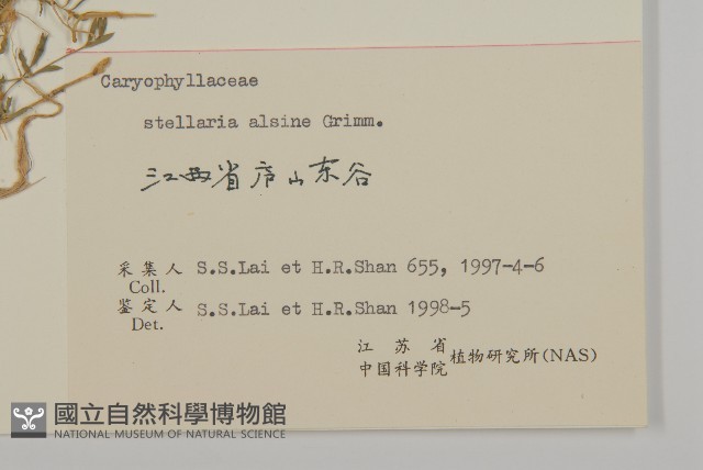 雀舌草藏品圖，第3張