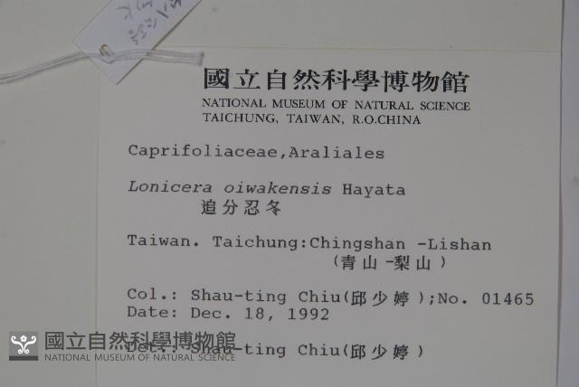 追分忍冬藏品圖，第2張