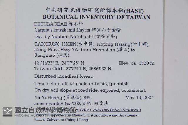 阿里山千金榆藏品圖，第2張