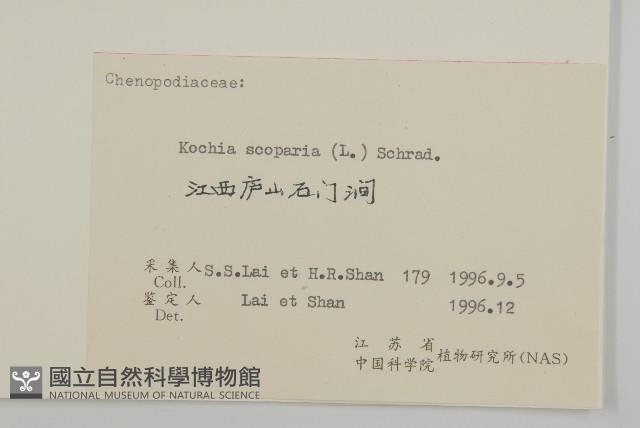 地膚、掃手草藏品圖，第3張