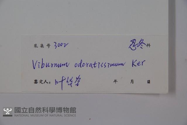 珊瑚樹藏品圖，第2張